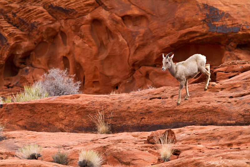 Bighorn On Slickrock